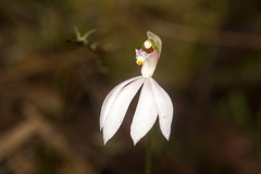 Caladenia picta