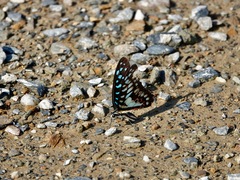 Graphium doson postianus