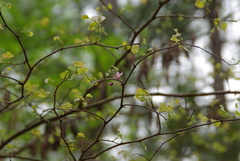Cercis canadensis texensis