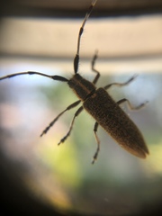 Agapanthia villosoviridescens