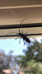 Agapanthia villosoviridescens