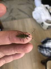Agapanthia villosoviridescens
