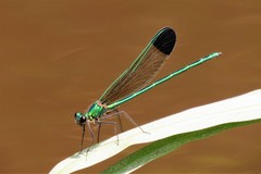 Calopteryx dimidiata