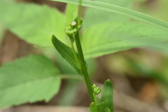 Arabis pycnocarpa adpressipilis