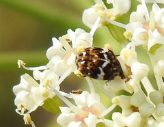 Anthrenus angustefasciatus