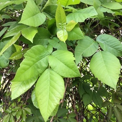 Toxicodendron radicans