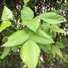 Toxicodendron radicans