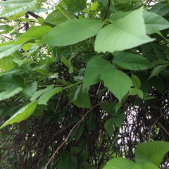 Toxicodendron radicans