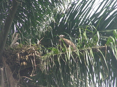 Necrosyrtes monachus