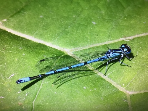 Azure Damselfly, Aardbeienvlak, IJmuiden, Noord-Holland, NL, photo 8 of 10