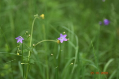 Campanula stevenii