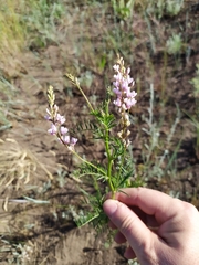 Astragalus sulcatus