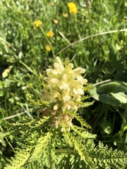 Pedicularis foliosa