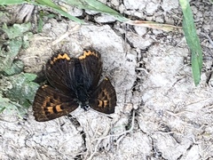 Lycaena helle