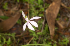 Caladenia picta