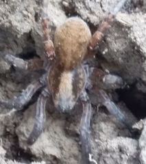 Arctosa personata