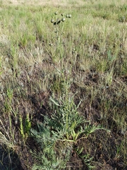 Centaurea scabiosa adpressa