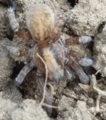 Arctosa personata