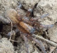 Arctosa personata