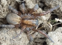 Arctosa personata