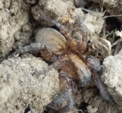Arctosa personata
