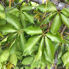 Parthenocissus quinquefolia