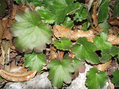 Begonia uniflora