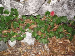 Begonia uniflora