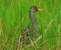 Gallicrex cinerea