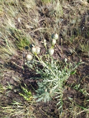 Centaurea scabiosa adpressa