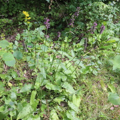 Betonica officinalis