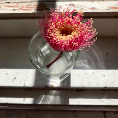 Eucalyptus caesia