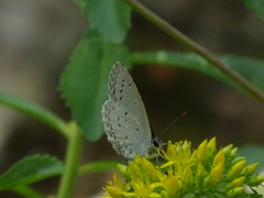 Celastrina oreas
