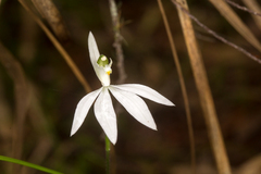 Caladenia picta