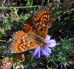 Euphydryas desfontainii