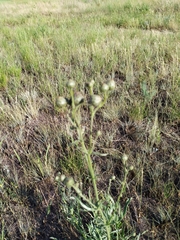 Centaurea scabiosa adpressa