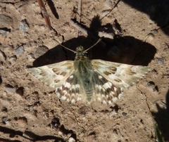 Muschampia lavatherae
