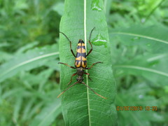 Leptura annularis