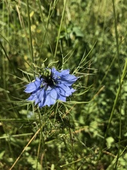 Nigella damascena