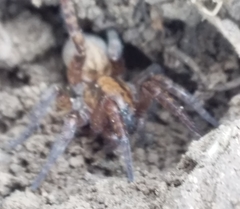 Arctosa personata