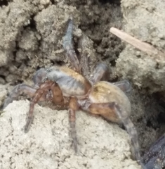 Arctosa personata