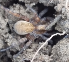 Arctosa personata