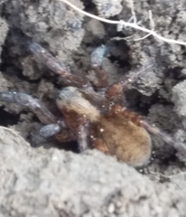 Arctosa personata