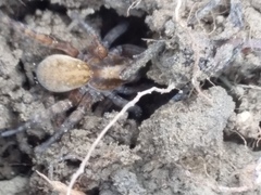 Arctosa personata