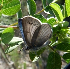 Iolana debilitata