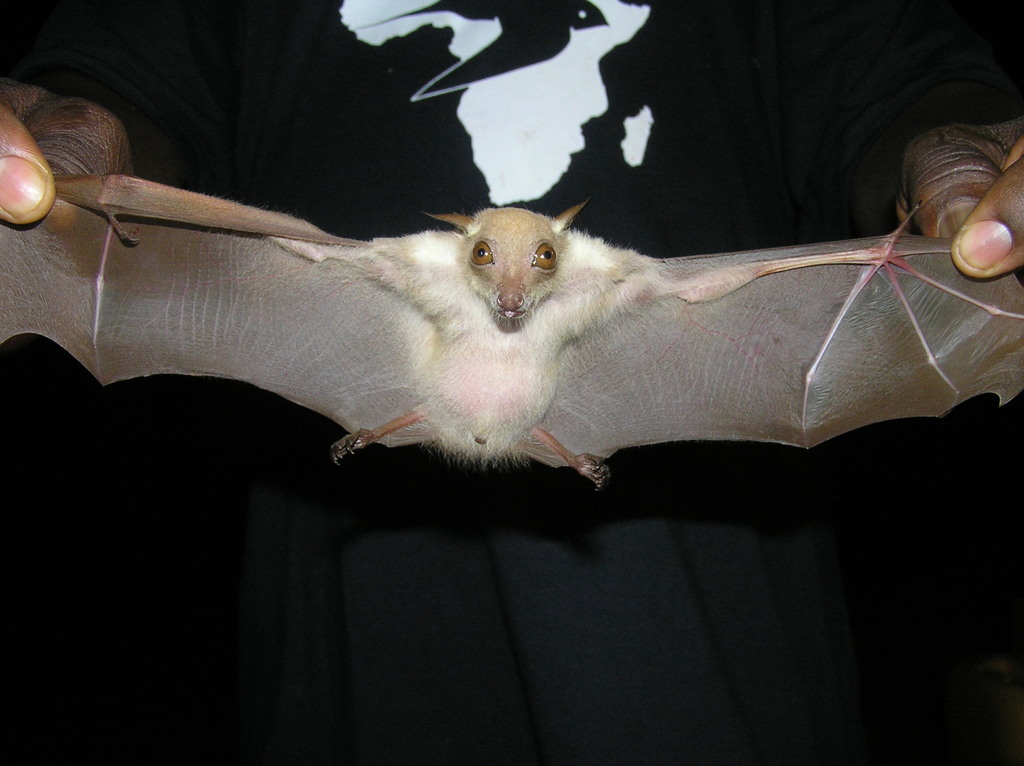 Veldkamp's Dwarf Epauletted Fruit Bat