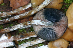 Psilocybe zapotecorum