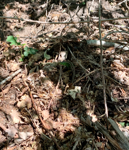 Sand Lizard, Ermelo, photo 10 of 10
