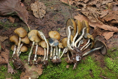 Psilocybe zapotecorum