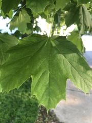 Acer platanoides